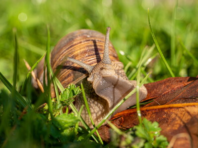 Schnecke in Pose